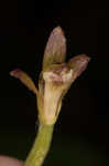 Adam and Eve orchid <BR>Puttyroot